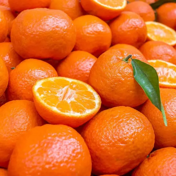 Hybrid_Kinnow_Orange__Grafting_Fruit_Plant_🍊🍊🍊(Pack_Of_1)