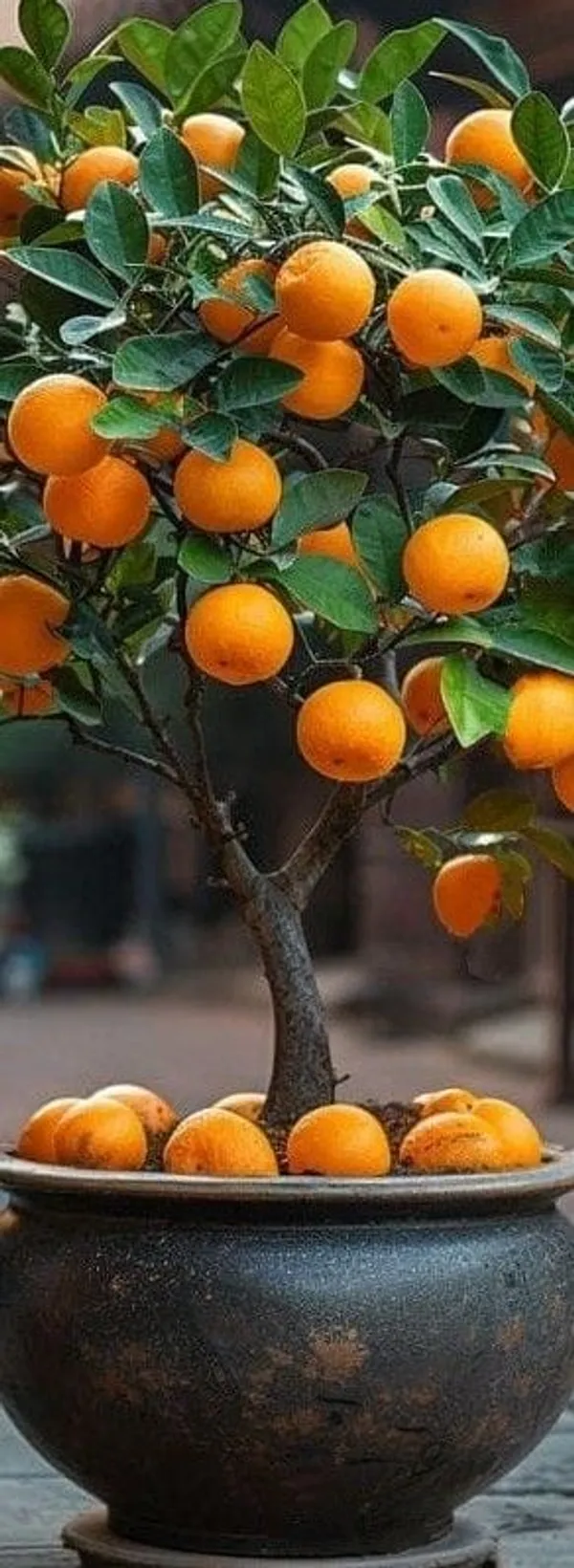 Hybrid_Kinnow_Orange__Grafting_Fruit_Plant_🍊🍊🍊(Pack_Of_1)