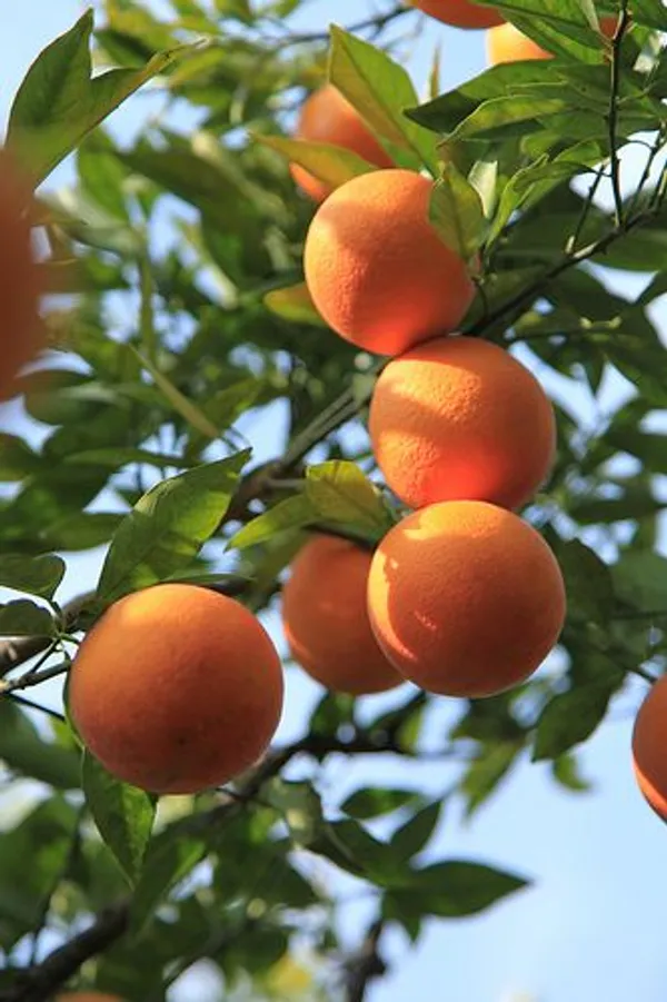 Hybrid_Kinnow_Orange__Grafting_Fruit_Plant_🍊🍊🍊(Pack_Of_1)