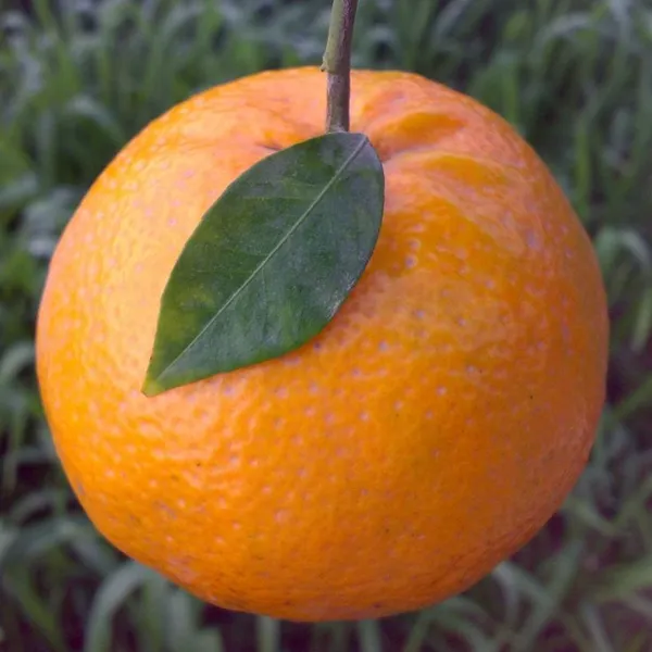 Hybrid_Kinnow_Orange__Grafting_Fruit_Plant_🍊🍊🍊(Pack_Of_1)