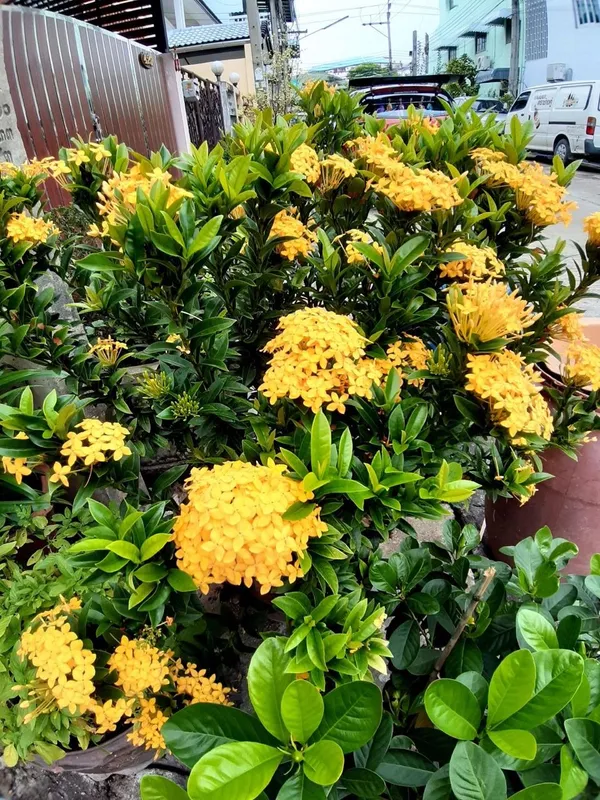 Hybrid_Yellow_Ixora_Flower_Plant_(Pack_Of-1)