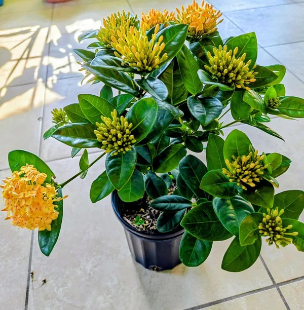 Hybrid_Yellow_Ixora_Flower_Plant_(Pack_Of-1)