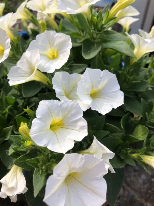 White_Petunia_Flower_Plant_(Pack_Of-1_)