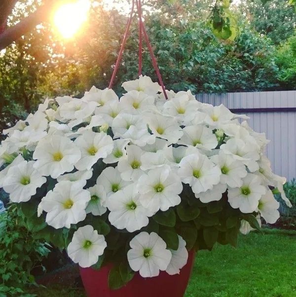 White_Petunia_Flower_Plant_(Pack_Of-1_)