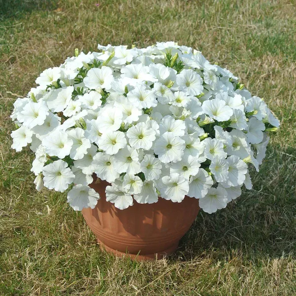White_Petunia_Flower_Plant_(Pack_Of-1_)