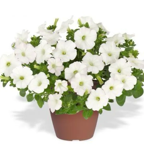 White_Petunia_Flower_Plant_(Pack_Of-1_)