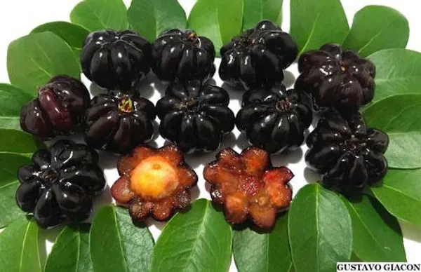 Hybrid_Black_Surinam_Cherry_Fruit_Plant_(_Pack_Of-1_)