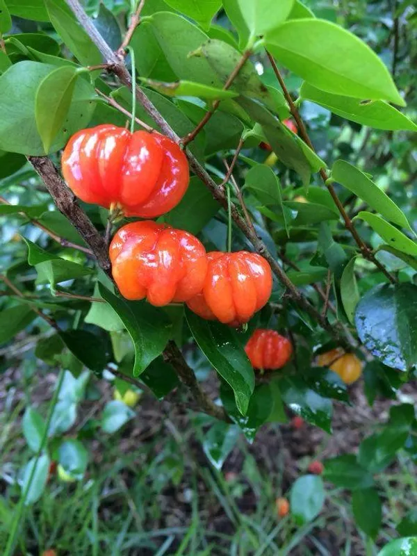 Hybrid_Black_Surinam_Cherry_Fruit_Plant_(_Pack_Of-1_)