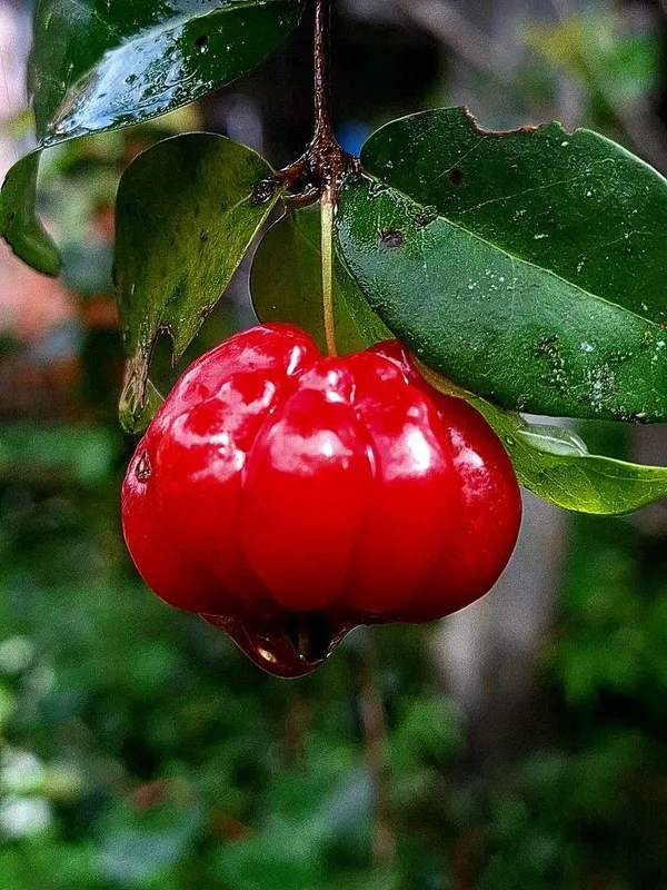 Hybrid_Black_Surinam_Cherry_Fruit_Plant_(_Pack_Of-1_)