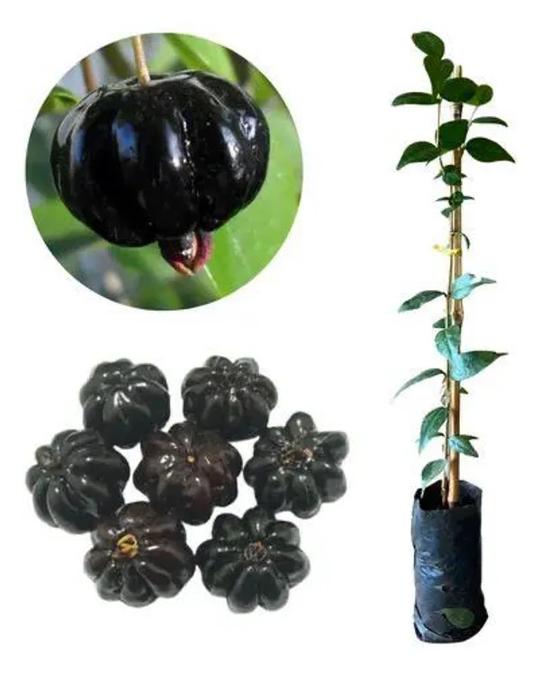 Hybrid_Black_Surinam_Cherry_Fruit_Plant_(_Pack_Of-1_)