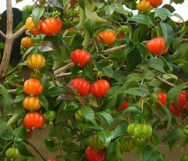 Hybrid_Black_Surinam_Cherry_Fruit_Plant_(_Pack_Of-1_)