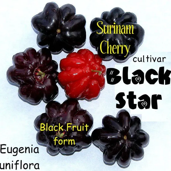 Hybrid_Black_Surinam_Cherry_Fruit_Plant_(_Pack_Of-1_)