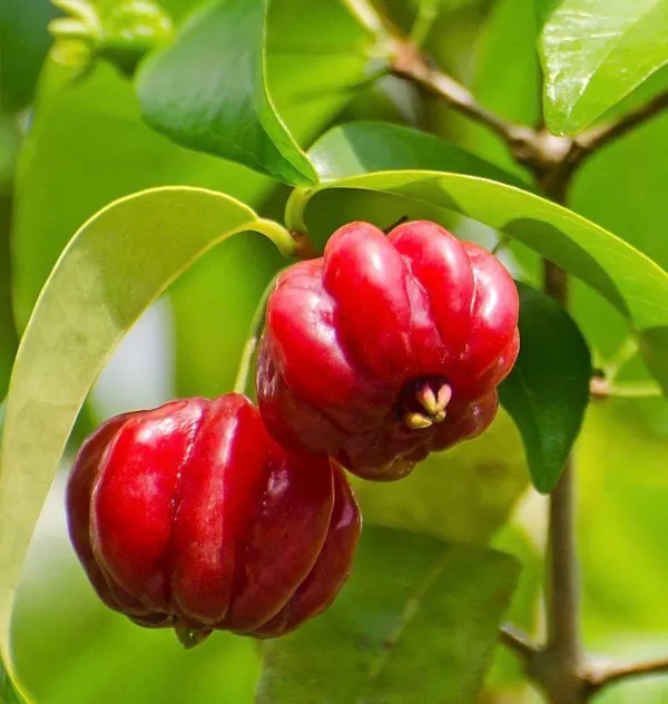 Hybrid_Black_Surinam_Cherry_Fruit_Plant_(_Pack_Of-1_)