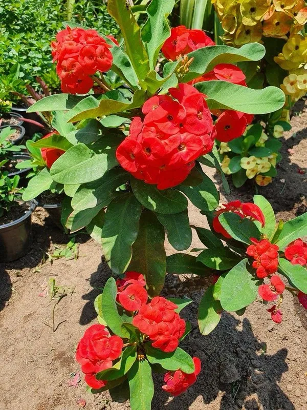 Red_Mili_Flower_Plant_(Pack_Of-1)