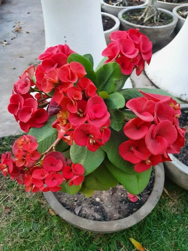 Red_Mili_Flower_Plant_(Pack_Of-1)