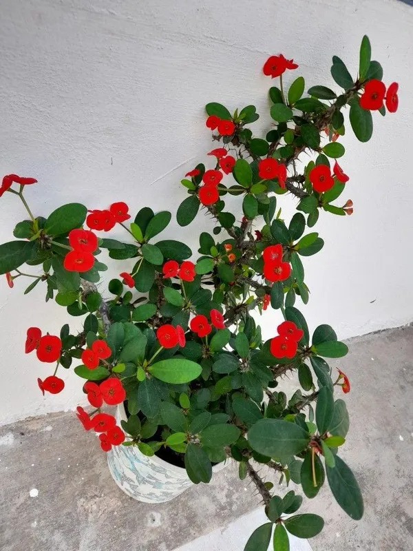 Red_Mili_Flower_Plant_(Pack_Of-1)