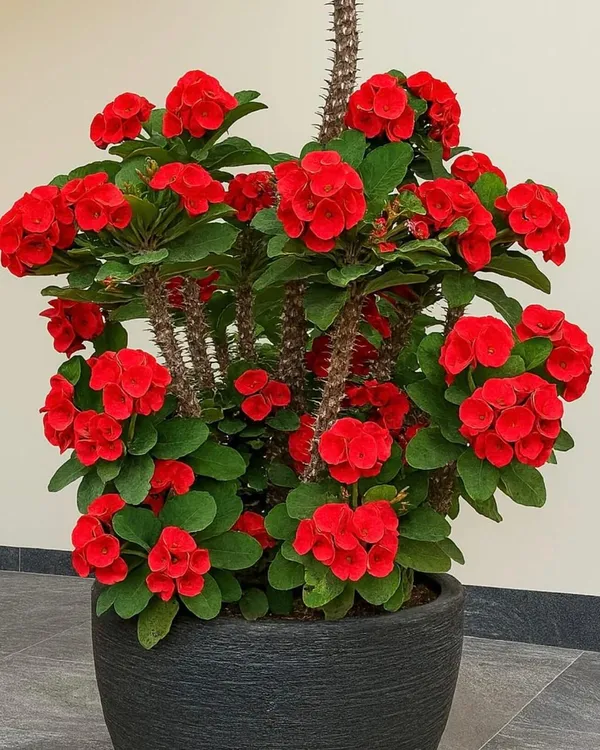 Red_Mili_Flower_Plant_(Pack_Of-1)