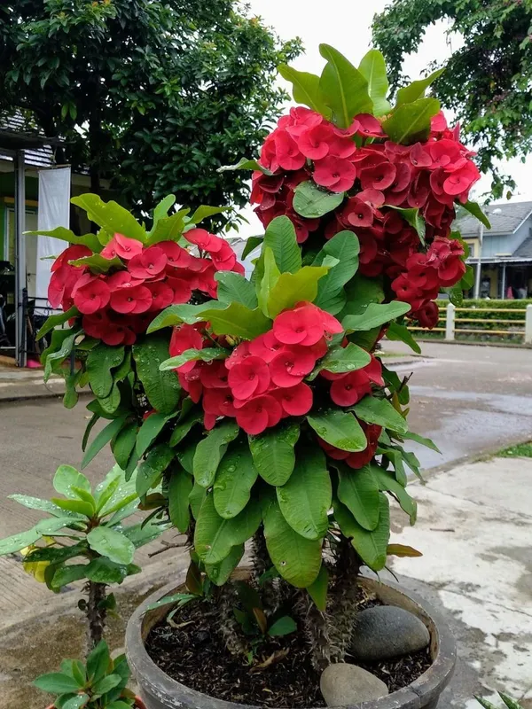 Red_Mili_Flower_Plant_(Pack_Of-1)