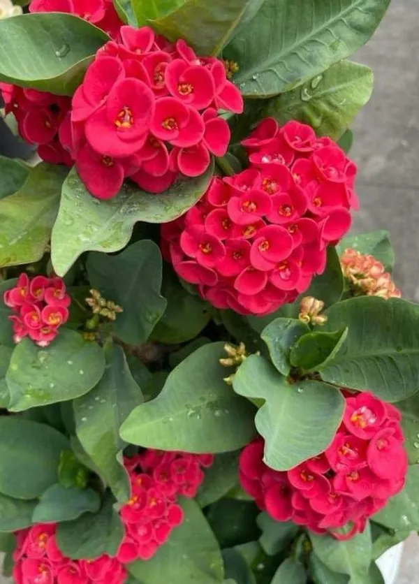 Red_Mili_Flower_Plant_(Pack_Of-1)