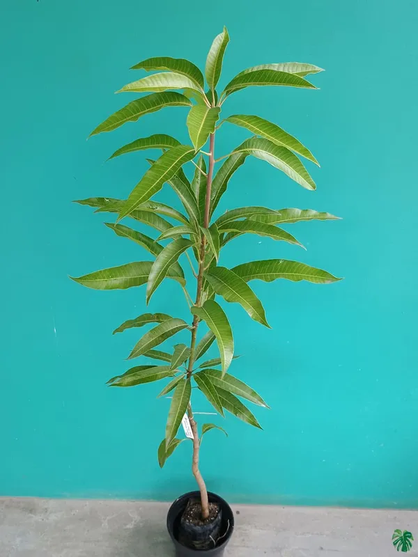 Japanese_Miyazaki🥭🥭🥭_Mango_Grafting_Fruit_Plant_(1.5-3_Feet_Height_Pack_Of_1)