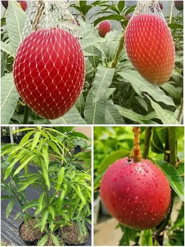 Japanese_Miyazaki🥭🥭🥭_Mango_Grafting_Fruit_Plant_(1.5-3_Feet_Height_Pack_Of_1)