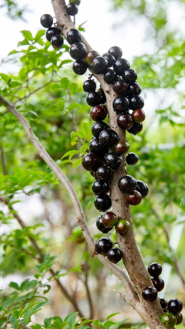 Joboticaba_Hybrid_Fruit_Plant_(Pack_OF_1)