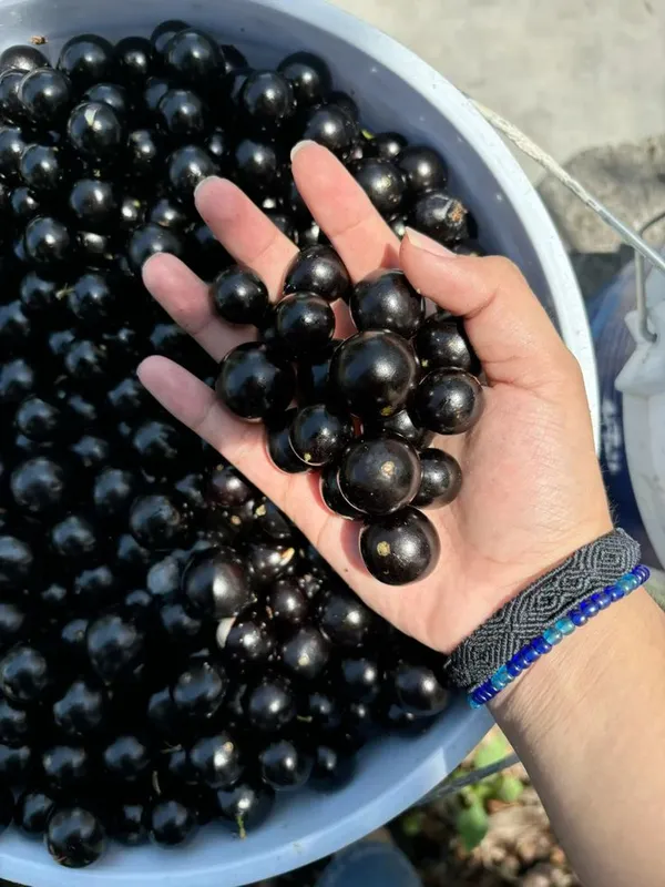 Joboticaba_Hybrid_Fruit_Plant_(Pack_OF_1)