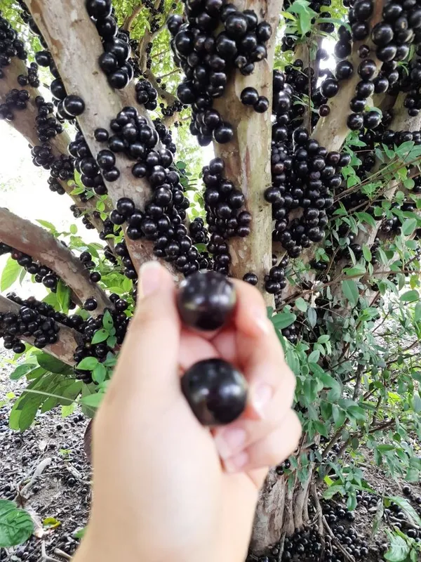 Joboticaba_Hybrid_Fruit_Plant_(Pack_OF_1)