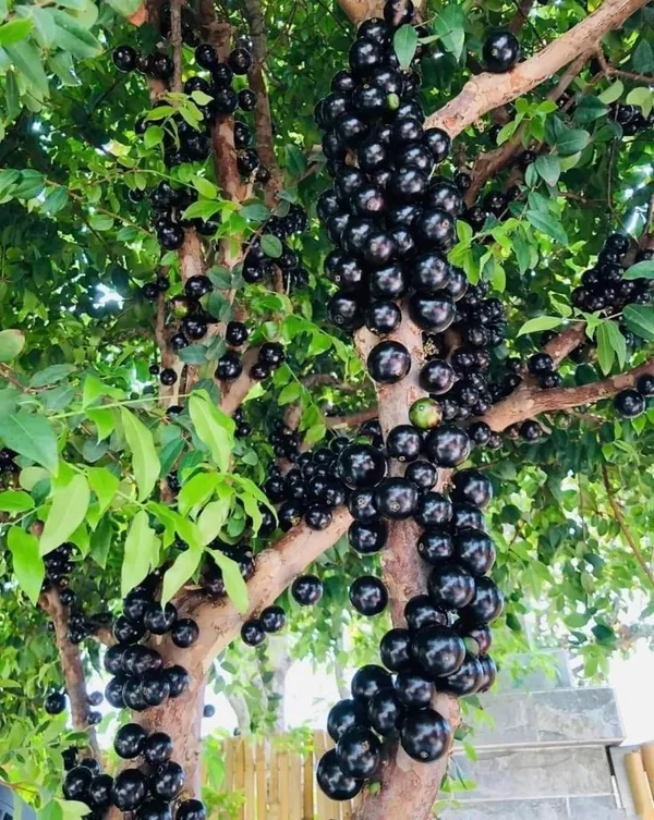 Joboticaba_Hybrid_Fruit_Plant_(Pack_OF_1)