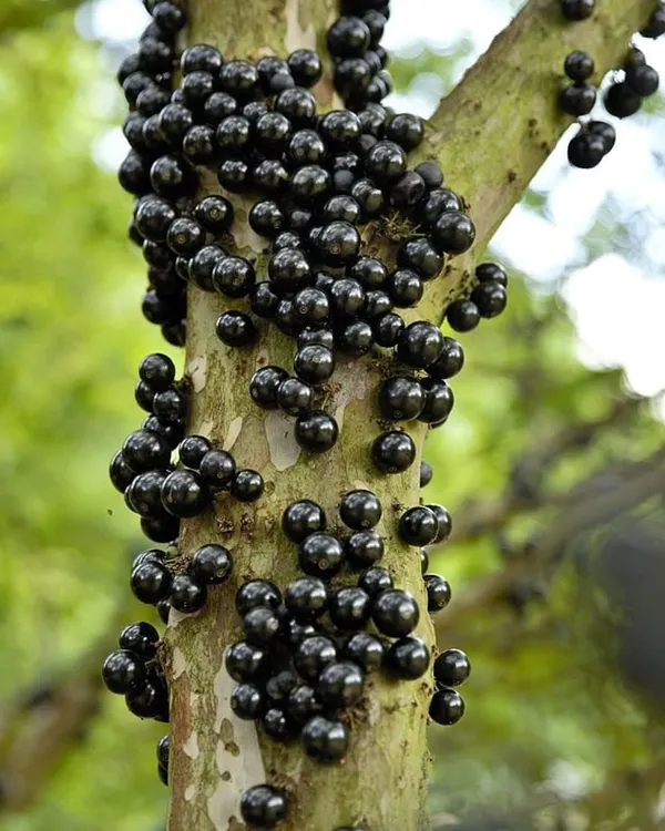 Joboticaba_Hybrid_Fruit_Plant_(Pack_OF_1)