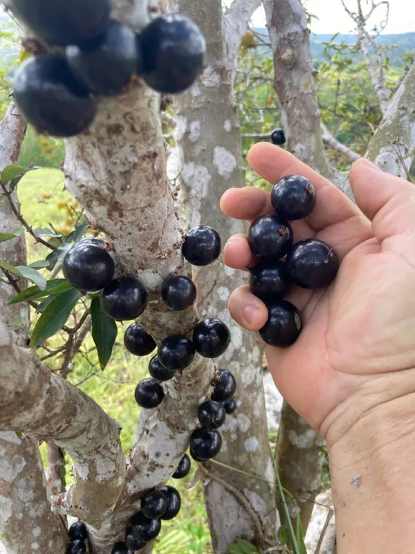 Joboticaba_Hybrid_Fruit_Plant_(Pack_OF_1)
