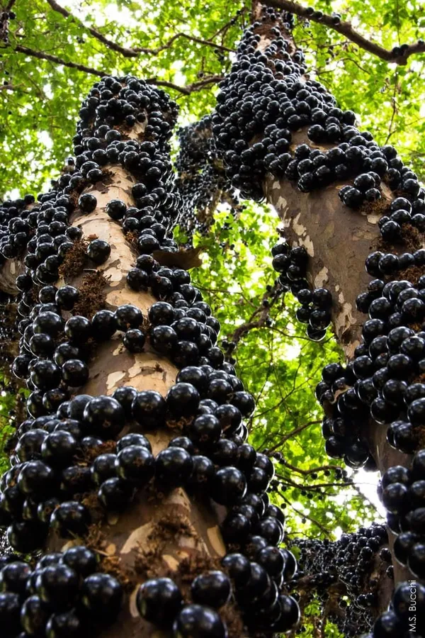 Joboticaba_Hybrid_Fruit_Plant_(Pack_OF_1)