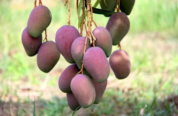 Kasturi_Mango_🥭🥭Fruit_Plant_(Hybrid_&_Grafting)_Pack_Of-1