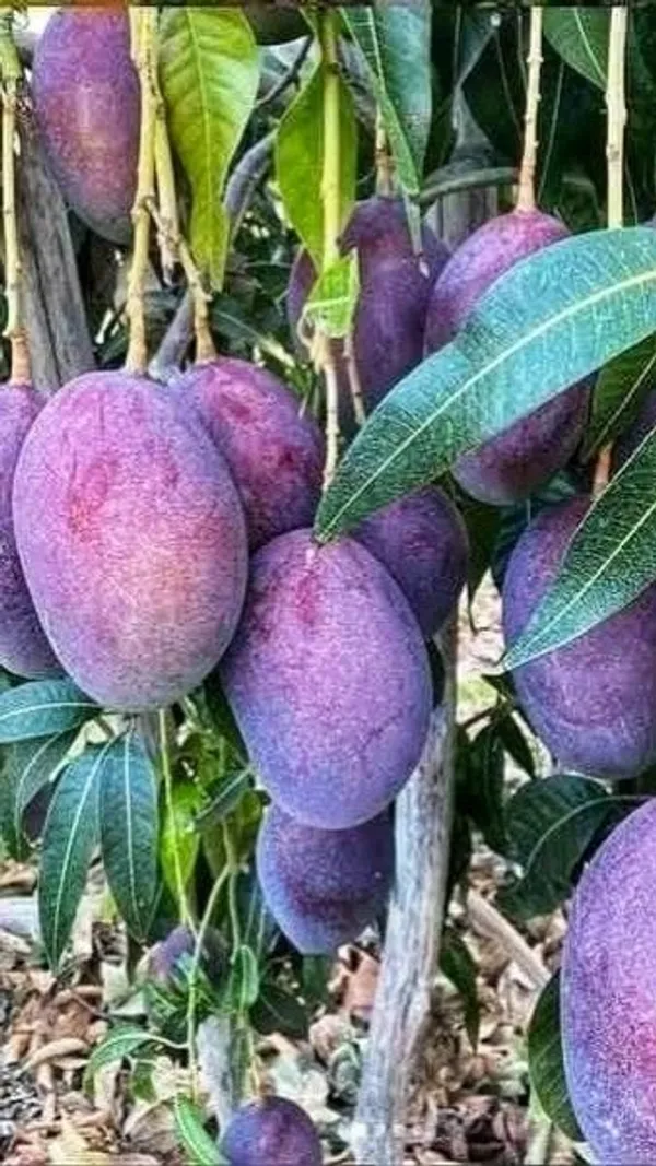 Kasturi_Mango_🥭🥭Fruit_Plant_(Hybrid_&_Grafting)_Pack_Of-1