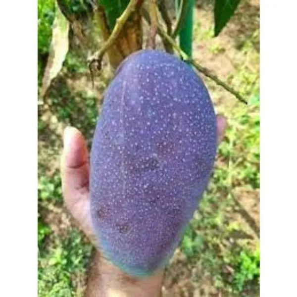 Kasturi_Mango_🥭🥭Fruit_Plant_(Hybrid_&_Grafting)_Pack_Of-1