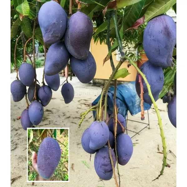 Kasturi_Mango_🥭🥭Fruit_Plant_(Hybrid_&_Grafting)_Pack_Of-1