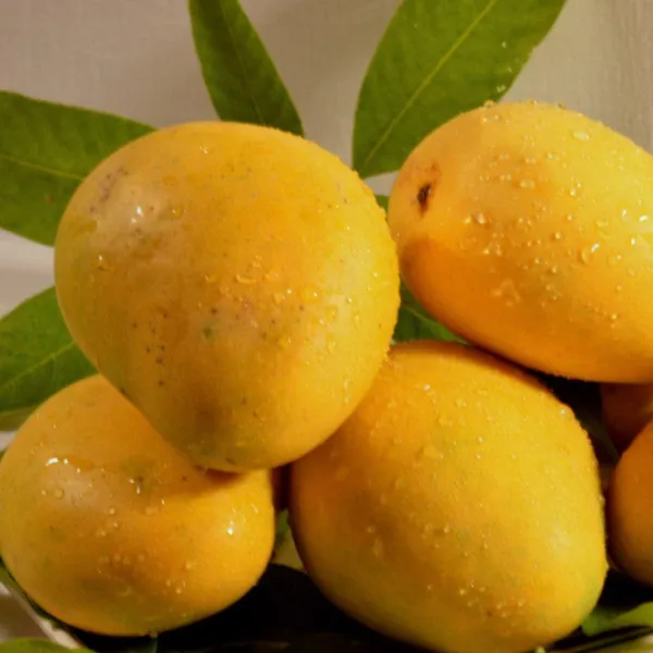 Baganpali_Mango_Fruit_Plant_(Hybrid_&_Grafting)_Pack_Of-1