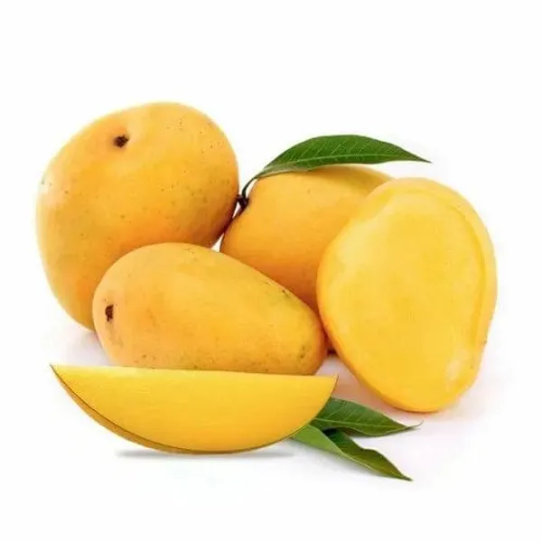 Baganpali_Mango_Fruit_Plant_(Hybrid_&_Grafting)_Pack_Of-1