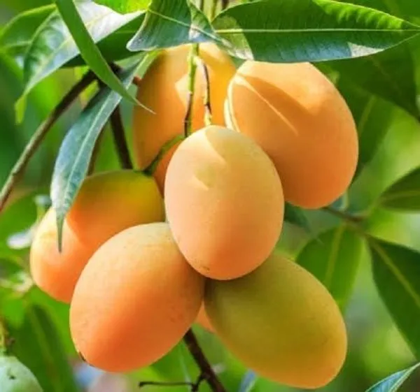 Baganpali_Mango_Fruit_Plant_(Hybrid_&_Grafting)_Pack_Of-1