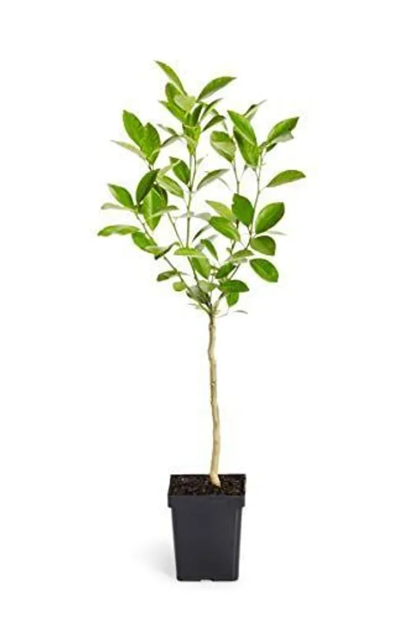 Hybrid_Sleet_Orange_Grafting_Plant_🍊🍊🍊(Pack_Of_1)