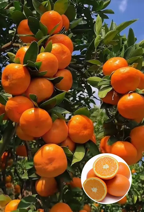 Hybrid_Sleet_Orange_Grafting_Plant_🍊🍊🍊(Pack_Of_1)