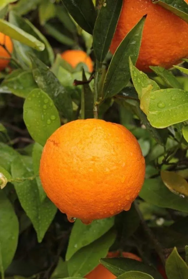 Hybrid_Sleet_Orange_Grafting_Plant_🍊🍊🍊(Pack_Of_1)