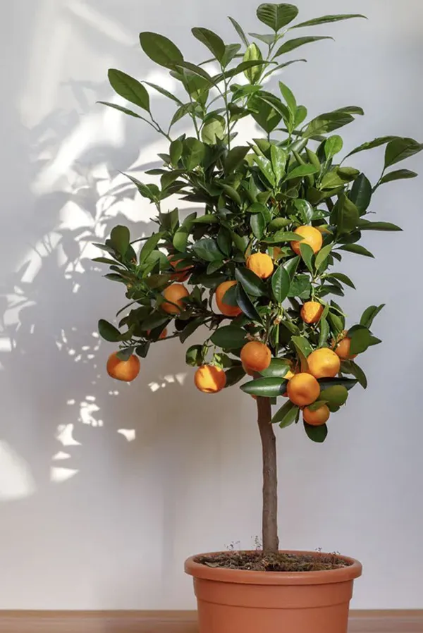 Hybrid_Sleet_Orange_Grafting_Plant_🍊🍊🍊(Pack_Of_1)