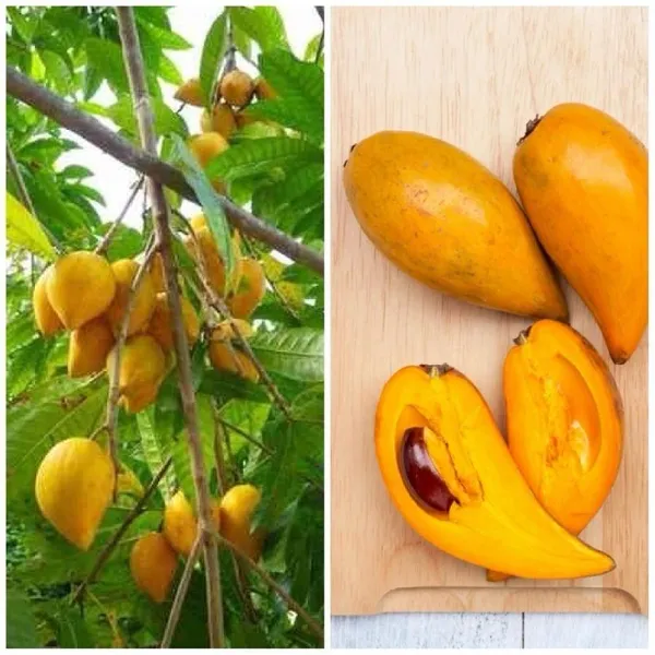 Egg_Fruit_Plant_(Hybrid_&_Grafting)_Pack_Of-1