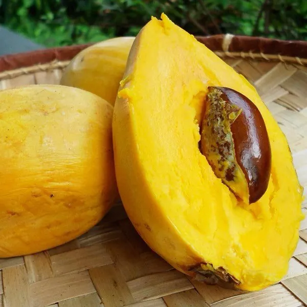 Egg_Fruit_Plant_(Hybrid_&_Grafting)_Pack_Of-1
