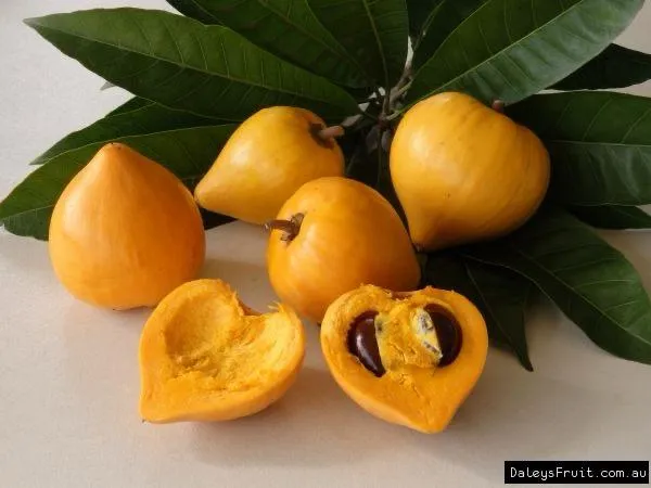 Egg_Fruit_Plant_(Hybrid_&_Grafting)_Pack_Of-1