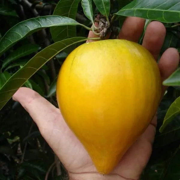 Egg_Fruit_Plant_(Hybrid_&_Grafting)_Pack_Of-1