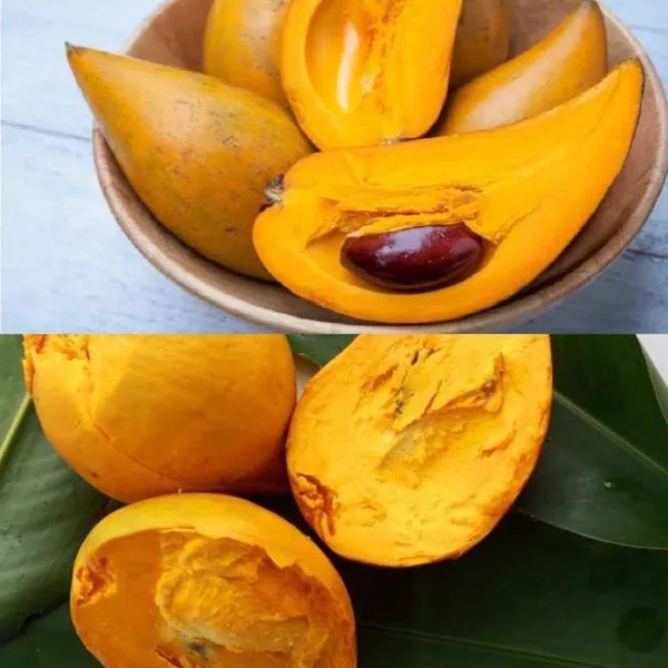 Egg_Fruit_Plant_(Hybrid_&_Grafting)_Pack_Of-1
