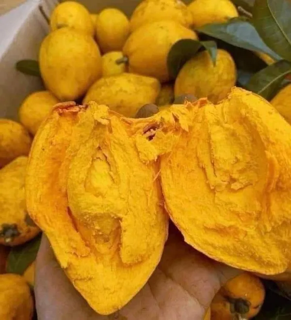Egg_Fruit_Plant_(Hybrid_&_Grafting)_Pack_Of-1