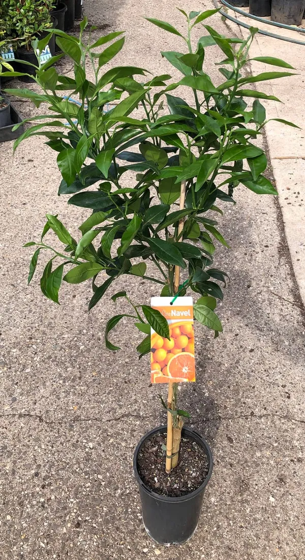 Hybrid_Cara_Cara_Navel_Orange_Grafting_Fruit_Plant_(Pack_Of-1_)